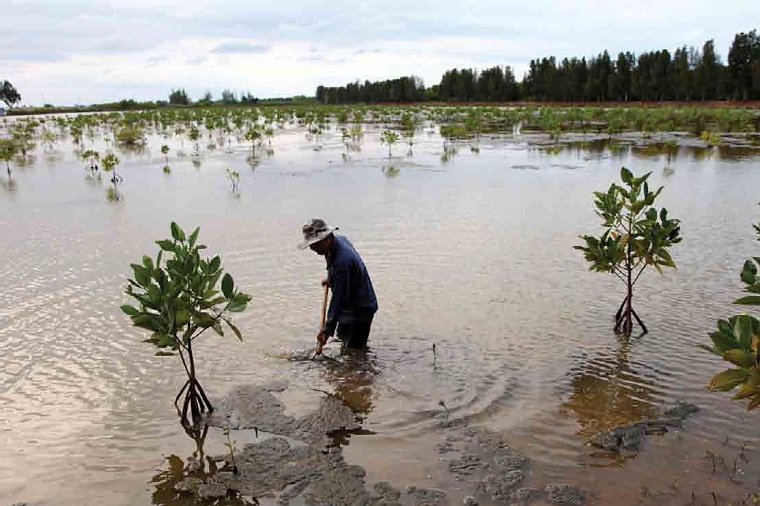 Replanted mangroves dot a shrimp pond in the Mekong Delta. Photo: Greater Mekong Subregion Atlas of the Environment (2nd edition).